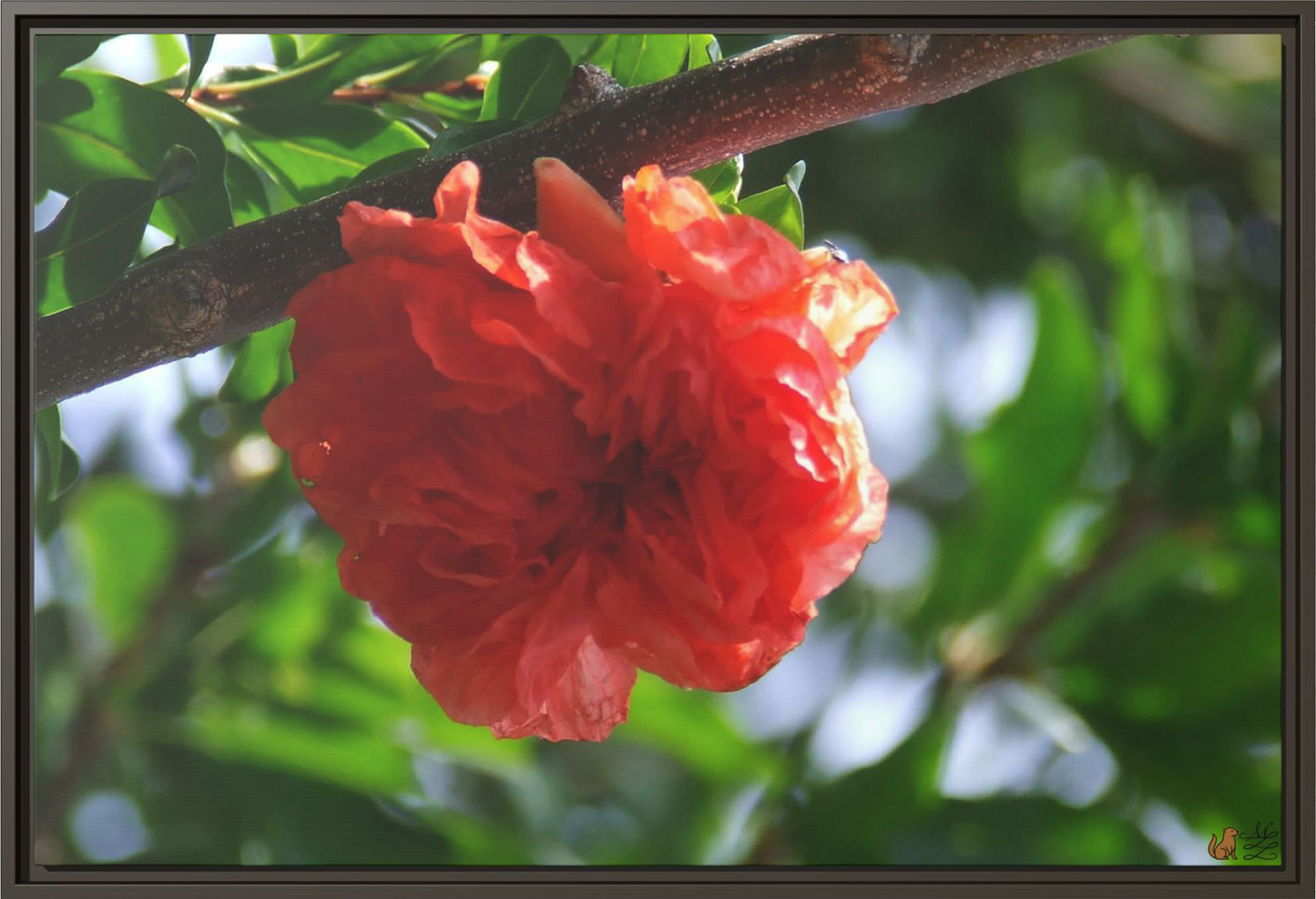 Scarlet Bloom Among The Green, Framed Canvas Print
